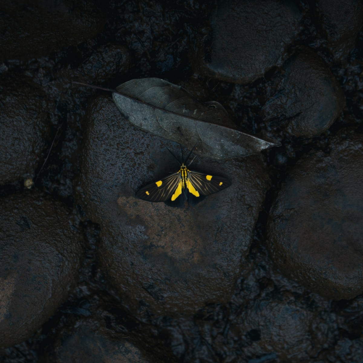 Message in Simple Delusion