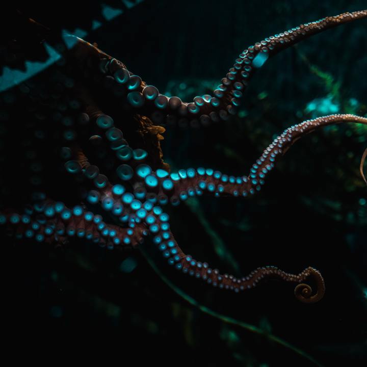 The tentacles of an octopus against a very dark background.