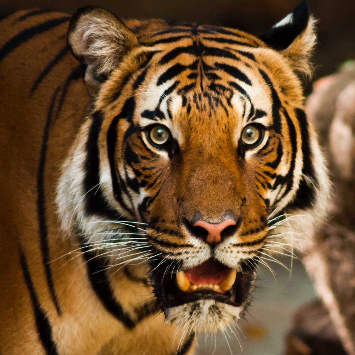 The Tiger in my Walk-In Closet