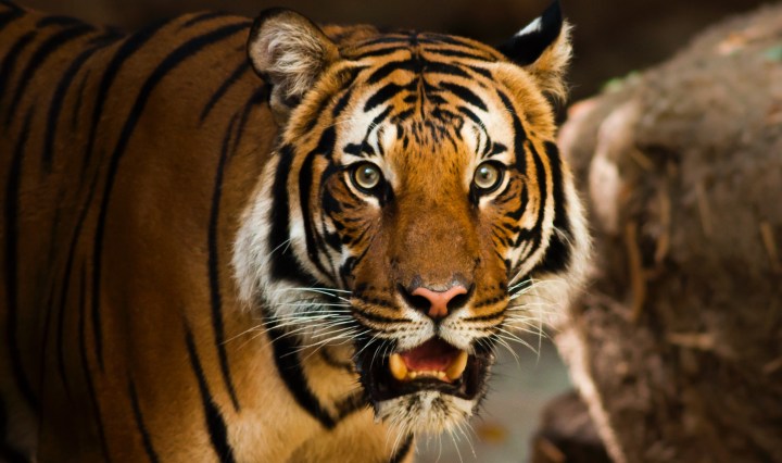 Close up Photograph of a tiger