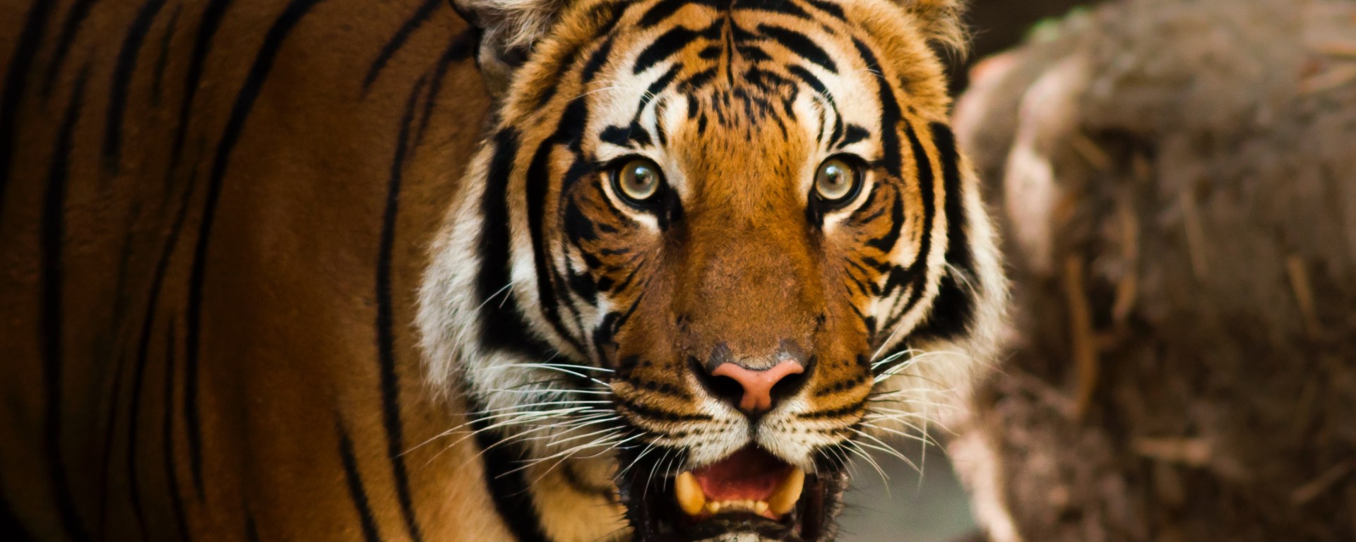 Close up Photograph of a tiger